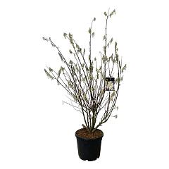 Stachyurus praecox