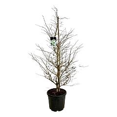 Viburnum plic. Kilimandjaro