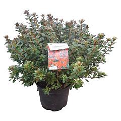 Rhododendron (AJ) 'Addy Wery'