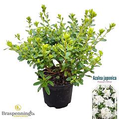 Rhododendron (AJ) 'Pleasant White'