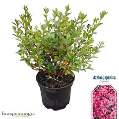 Rhododendron (AJ) 'Silvester'