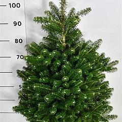 Abies koreana