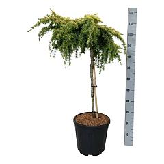 Cedrus deod. 'Lime Glow'