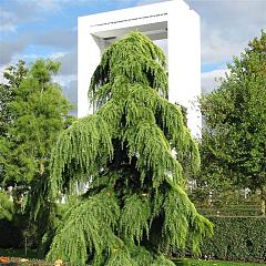 Cedrus deod. 'Pendula'