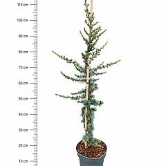 Cedrus libani 'Glauca'