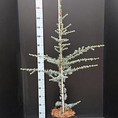 Cedrus libani 'Glauca'