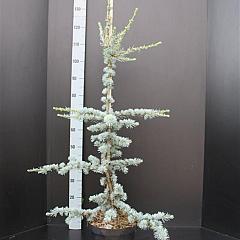 Cedrus libani 'Glauca'