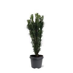 Cephalotaxus h. 'Fastigiata'
