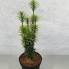 Cephalotaxus h. 'Korean Gold'