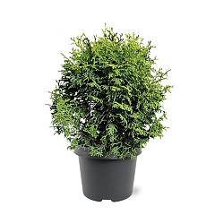 Chamaecyparis o. 'Melody' 