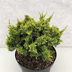 Chamaecyparis o. 'Teddy Bear'