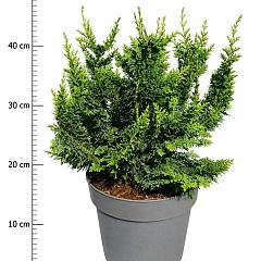 Chamaecyparis o. 'Teddy Bear'