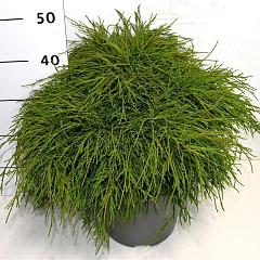 Chamaecyparis p. 'Filifera Nana'