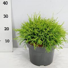 Chamaecyparis p. 'Sungold'