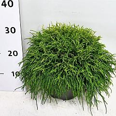 Chamaecyparis p. 'Sungold'