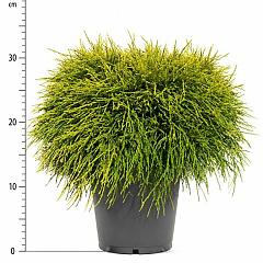 Chamaecyparis p. 'Sungold'