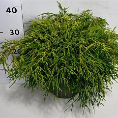 Chamaecyparis p. 'Sungold'
