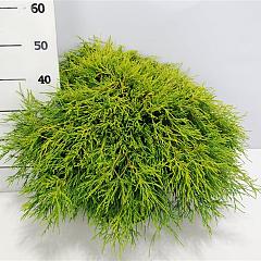 Chamaecyparis p. 'Sungold'