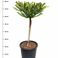 Cryptomeria j. 'Dinger'