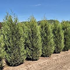 Cupressocyparis l. 'Tweeduizendéén'