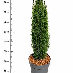 Cupressus semp. 'Totem'