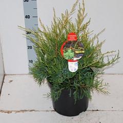 Juniperus chin. 'Kuriwao Gold'