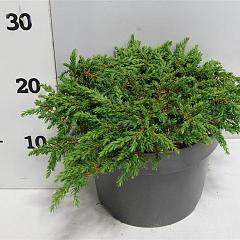 Juniperus comm. 'Green Carpet'