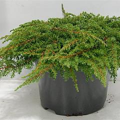 Juniperus comm. 'Green Carpet'