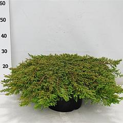 Juniperus comm. 'Green Carpet'