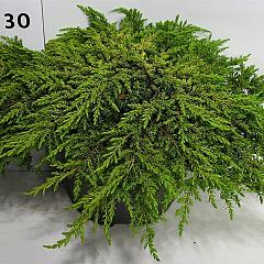 Juniperus comm. 'Lemon Carpet'