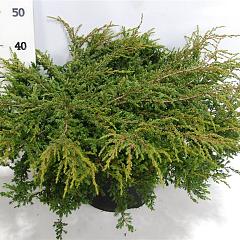 Juniperus comm. 'Repanda'