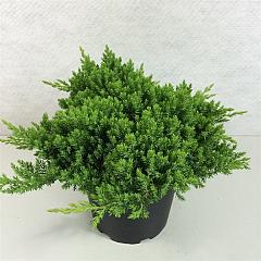 Juniperus procumbens 'Nana'