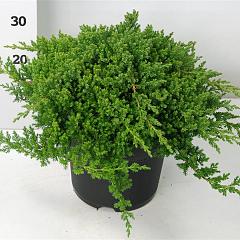 Juniperus procumbens 'Nana'
