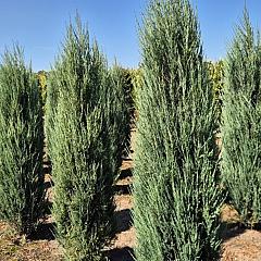 Juniperus scop. 'Blue Arrow'