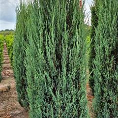 Juniperus scop. 'Blue Arrow'