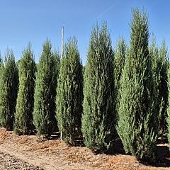 Juniperus scop. 'Blue Arrow'