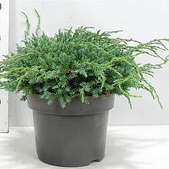 Juniperus squamata 'Blue Carpet'