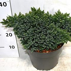 Juniperus squamata 'Blue Star'