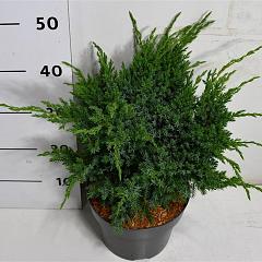 Juniperus squamata 'Blue Swede'
