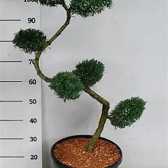 Juniperus virg. 'Grey Owl'