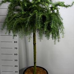 Larix decidua 'Little Bogle'