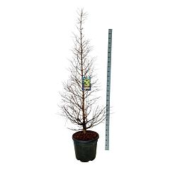 Metasequoia gl. 'Dameswood Tawny Fleece'