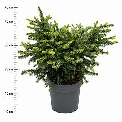 Picea abies 'Nidiformis'