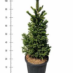 Picea abies 'Will's Zwerg'