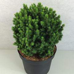 Picea glauca 'Alberta Globe'