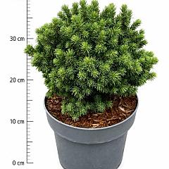 Picea glauca 'Alberta Globe'