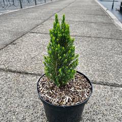 Picea glauca 'Zuckerhut'