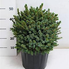 Picea omorika 'Nana'