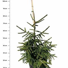 Picea orientalis 'Aureospicata'