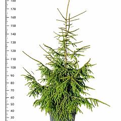 Picea orientalis 'Aureospicata'